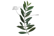 Load image into Gallery viewer, Gouache Lovers Brush Set